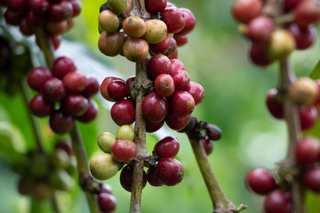 A Beginner's Guide to Green Coffee Harvesting and Shipping Timelines - ROASTIKA