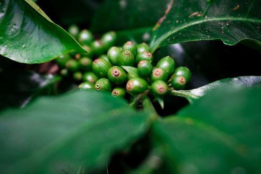 A Comparative Look at Harvesting Timelines of Unroasted Coffee Across Different Regions - ROASTIKA