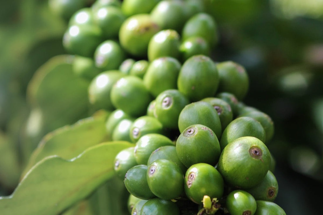 A Comprehensive FAQ on Green Coffee Shipment Timelines by Origin - ROASTIKA