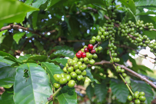 A Comprehensive Guide to Green Coffee Harvesting by Region - ROASTIKA