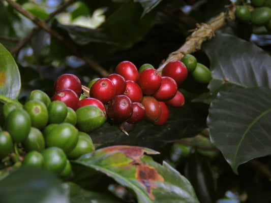 A Deep Dive Into Harvest Times at Coffee Origins Globally - ROASTIKA