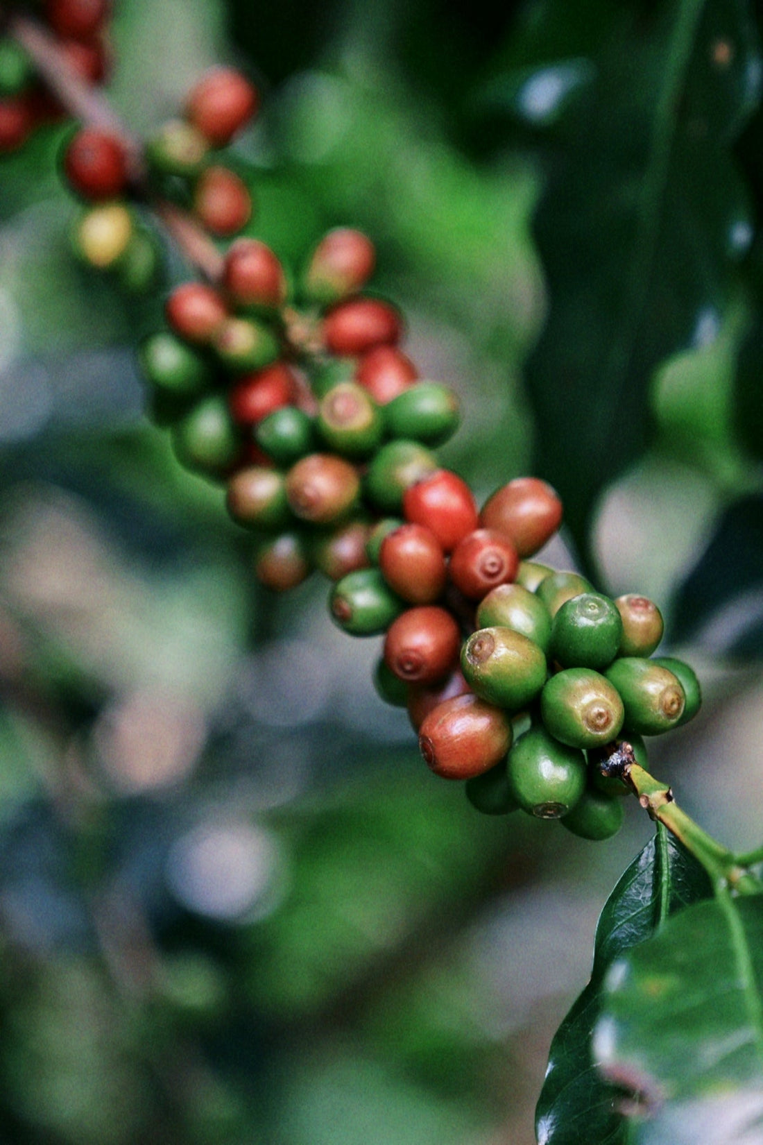 A Step-by-Step Guide to Understand Green Coffee Harvest and Shipment Cycles by Origin - ROASTIKA