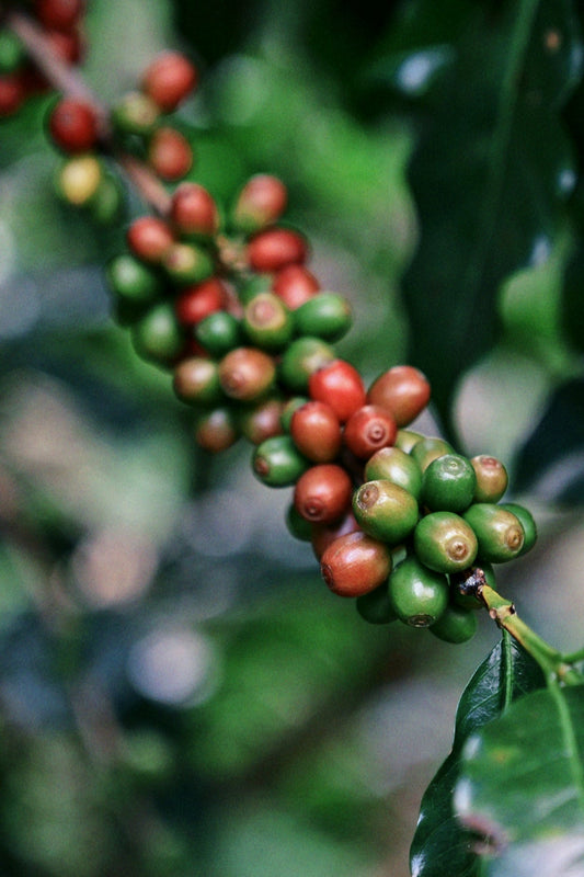 A Step-by-Step Guide to Understand Green Coffee Harvest and Shipment Cycles by Origin - ROASTIKA