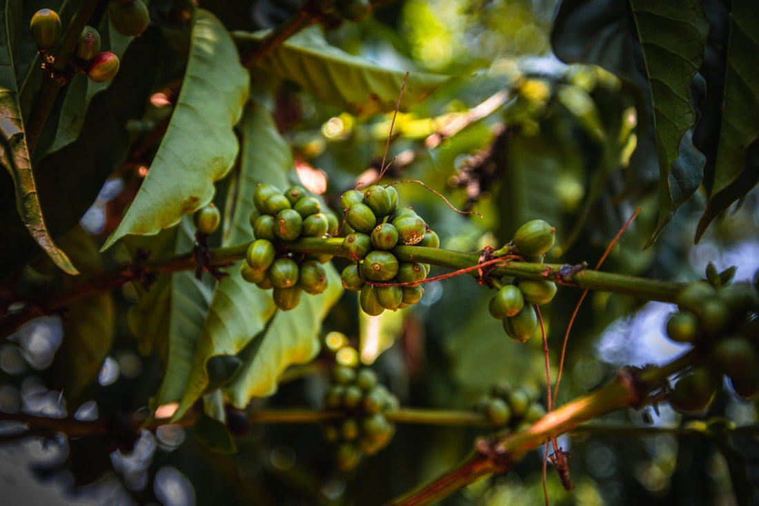 Adapting to Seasonal Changes in Green Coffee Supply from Various Origins - ROASTIKA