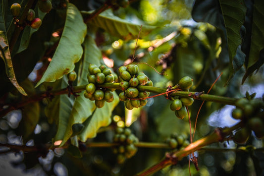 Adapting to Seasonal Changes in Green Coffee Supply from Various Origins - ROASTIKA