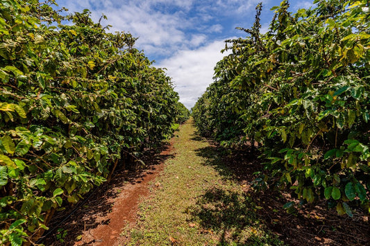Adapting Your Green Coffee Strategy to Meet Global Harvest Variability - ROASTIKA