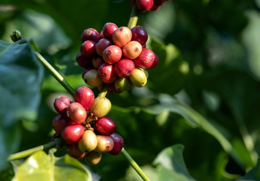 Aligning Green Coffee Harvests with Your Business Needs Made Simple - ROASTIKA