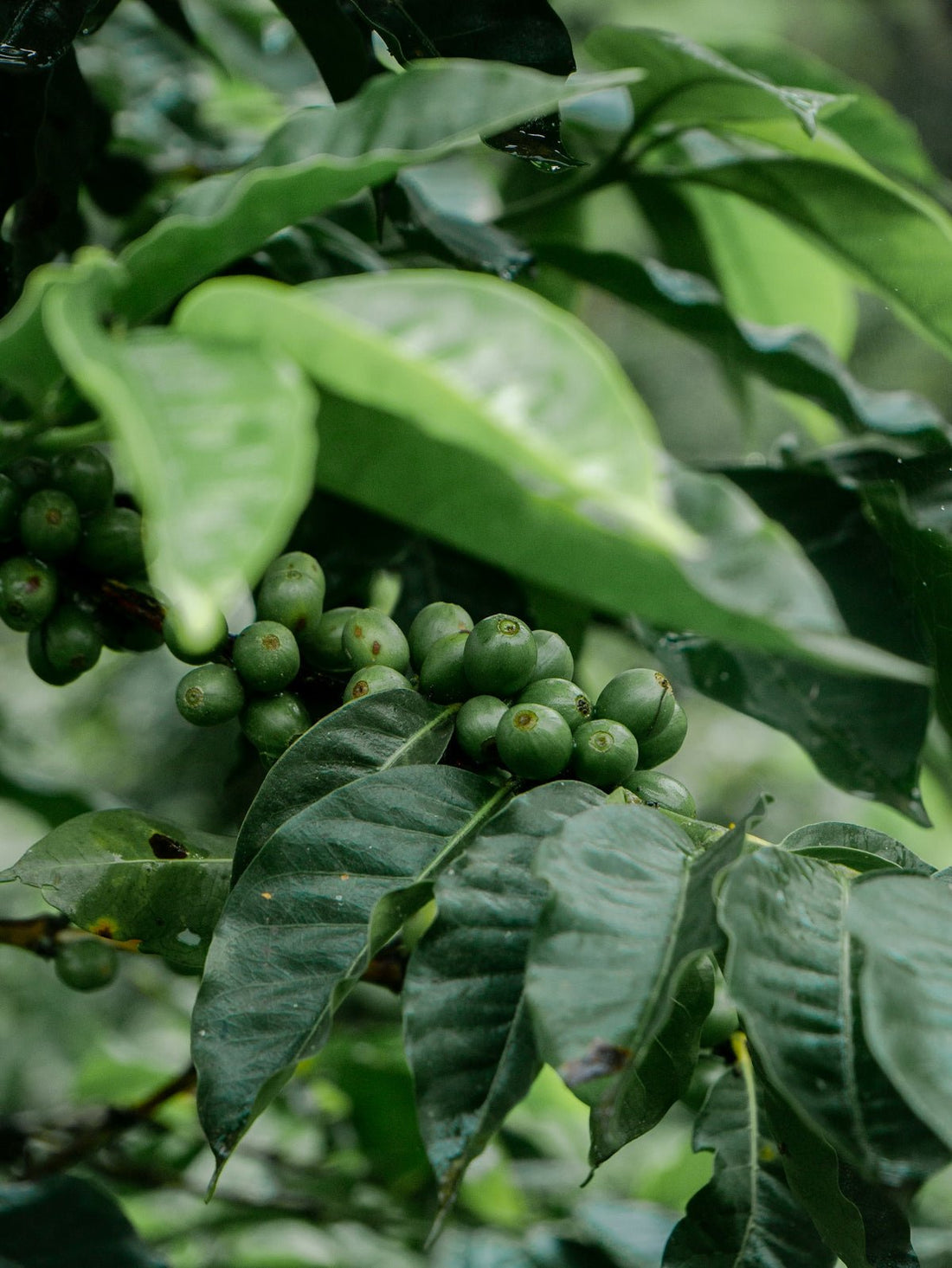 Aligning Shipments with Harvest Fast Facts You Need - ROASTIKA