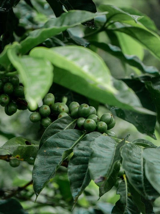 Aligning Shipments with Harvest Fast Facts You Need - ROASTIKA