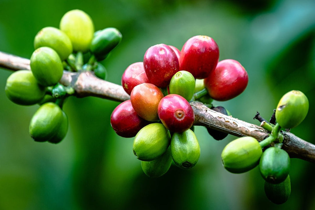 Aligning Your Business Strategy with Green Coffee Harvest Dates - ROASTIKA