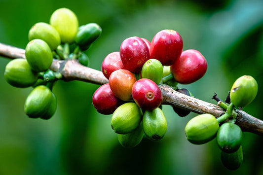 Aligning Your Business Strategy with Green Coffee Harvest Dates - ROASTIKA