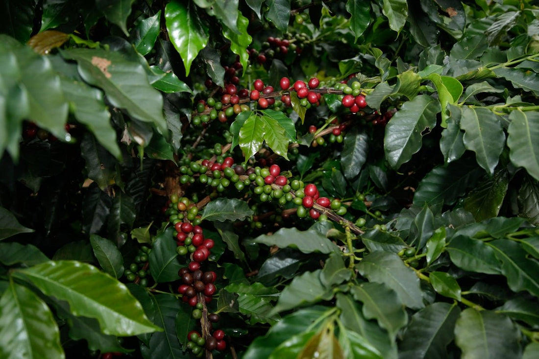 An Editorial on Why Green Coffee Harvest Timing Matters for Quality - ROASTIKA