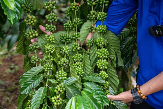 Assessing Green Coffee Harvest Timelines A Comparative Look at Major Origins - ROASTIKA