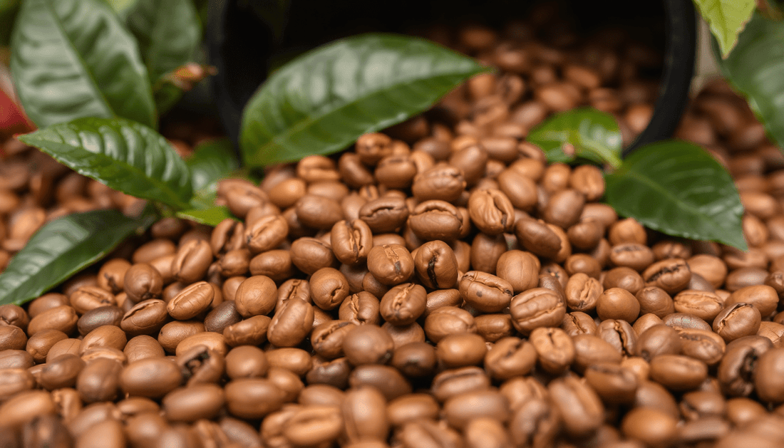 Best Home Coffee Roasting Tips: Beginner's Guide to Roasting Green Coffee Beans - ROASTIKA