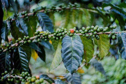 Best Practices for Navigating Green Coffee Harvesting by Region - ROASTIKA