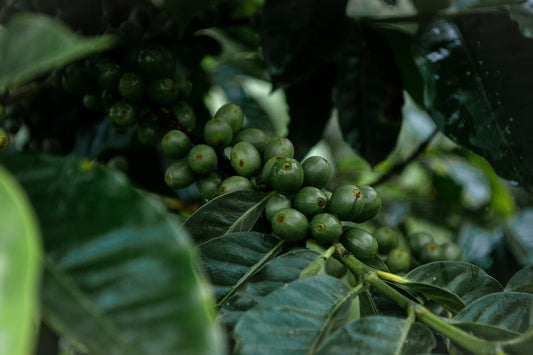 Capture the Best Beans Understanding Harvest and Shipment Timing - ROASTIKA