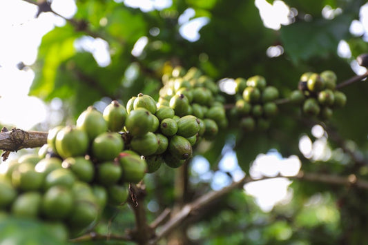 Checklist for Importing Green Coffee Based on Harvest Timelines - ROASTIKA