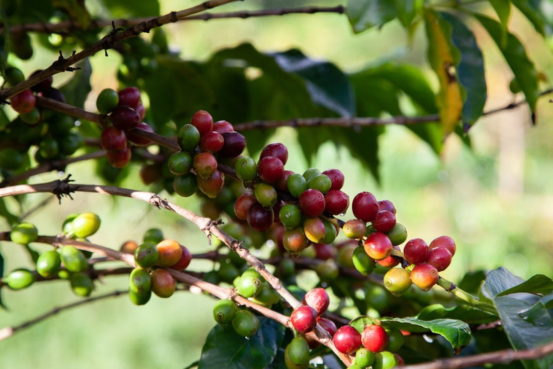 Common Challenges in Green Coffee Shipping and How to Overcome Them - ROASTIKA