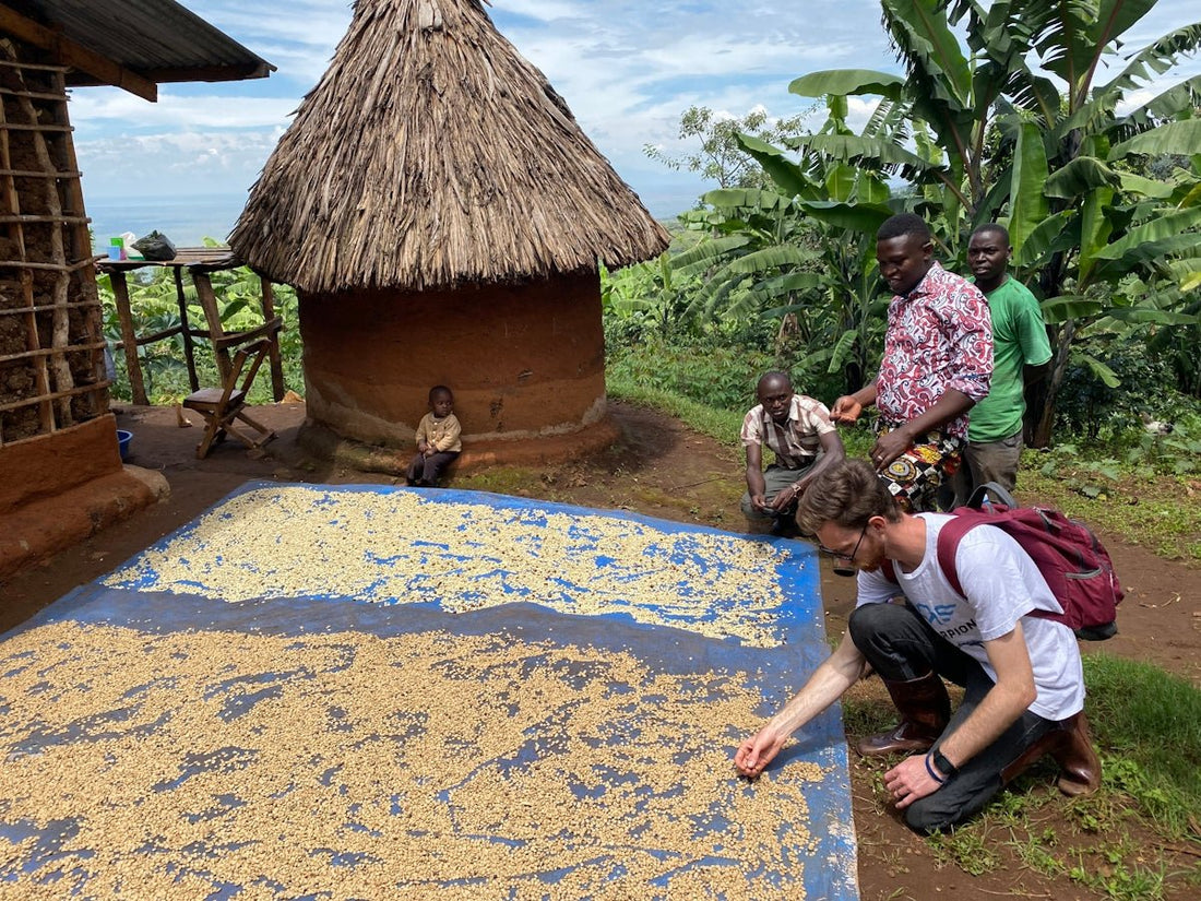 Critical Factors Affecting Unroasted Green Coffee Harvest and Shipment Plans - ROASTIKA