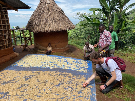 Critical Factors Affecting Unroasted Green Coffee Harvest and Shipment Plans - ROASTIKA