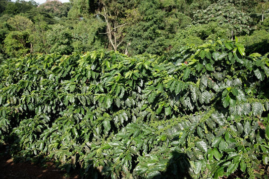 Debunk Myths of Green Coffee's Harvest Timeline by Region - ROASTIKA