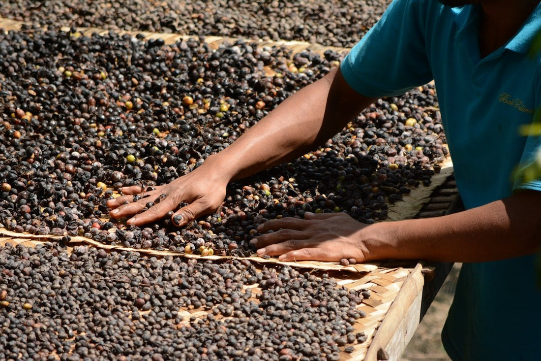 Deploying Effective Techniques for Managing Green Coffee Arrival Events - ROASTIKA