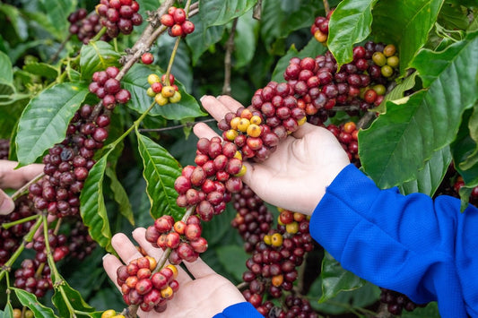 Educating Yourself on Green Coffee Harvest Timeframes for Every Country - ROASTIKA