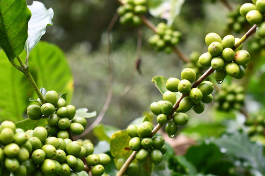Educational Insights into Green Coffee Cultivation and Harvest Planning Worldwide - ROASTIKA
