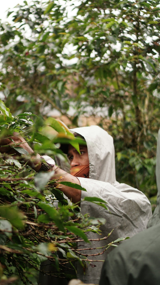 Effective Tactics to Align Green Coffee Shipments with Harvest Periods - ROASTIKA