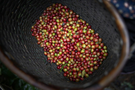 Embracing Green Coffee Seasonal Variability: Critical Factors to Consider. - ROASTIKA