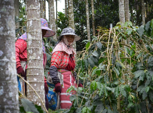 Enhance Your Coffee Supply Chain by mastering Harvest Timelines - ROASTIKA