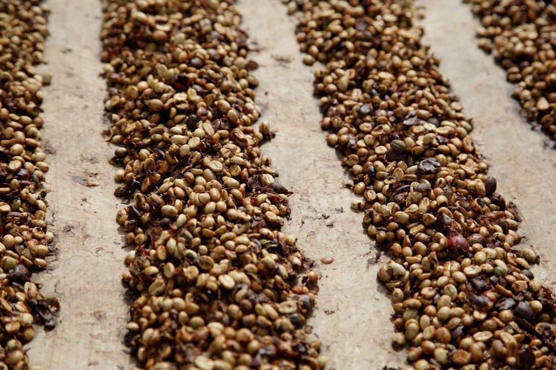 Essential Insights for Coordinating Green Coffee Shipments with Harvest Cycles - ROASTIKA