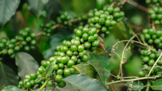 Essential Steps in the Unroasted Green Coffee Harvesting Process - ROASTIKA