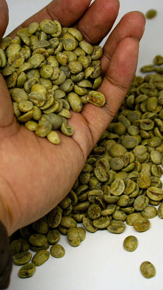 Essential Timeline: Green Coffee Harvesting and Shipping Across Origins - ROASTIKA