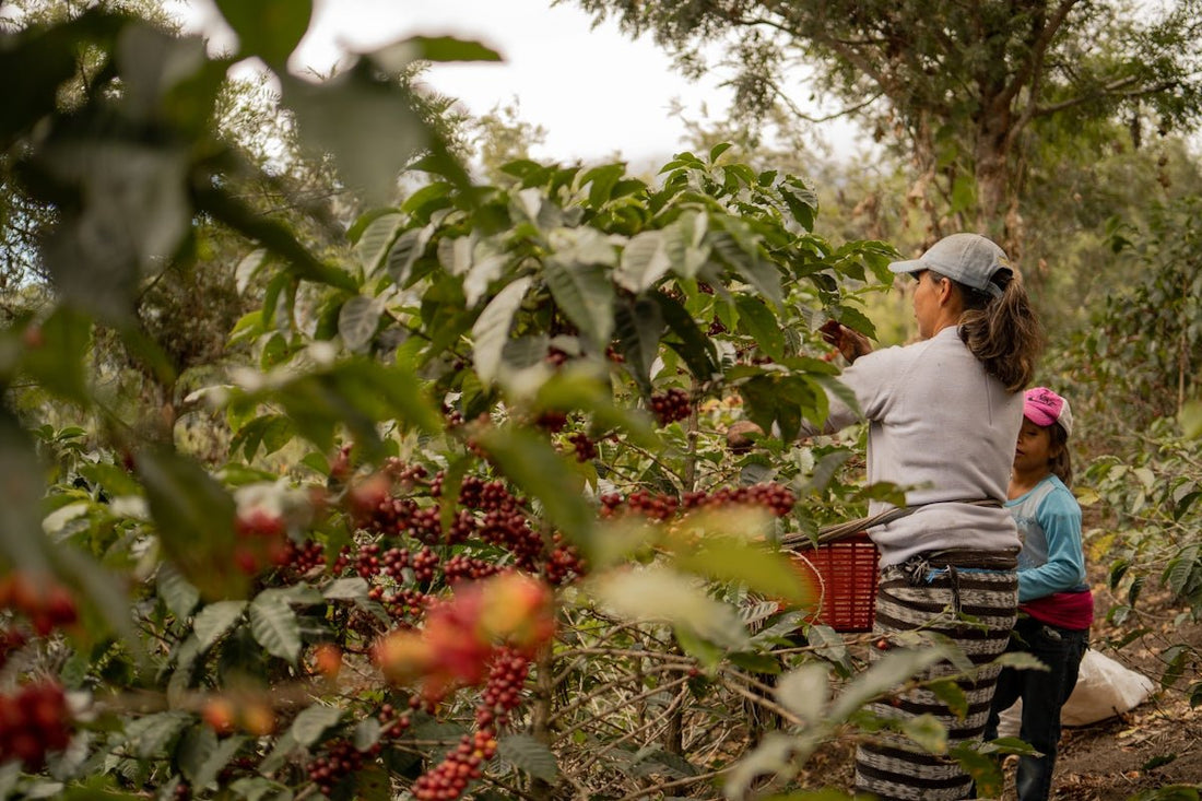 Essential Tips for Planning Your Supply Chain Around Green Coffee Harvests - ROASTIKA