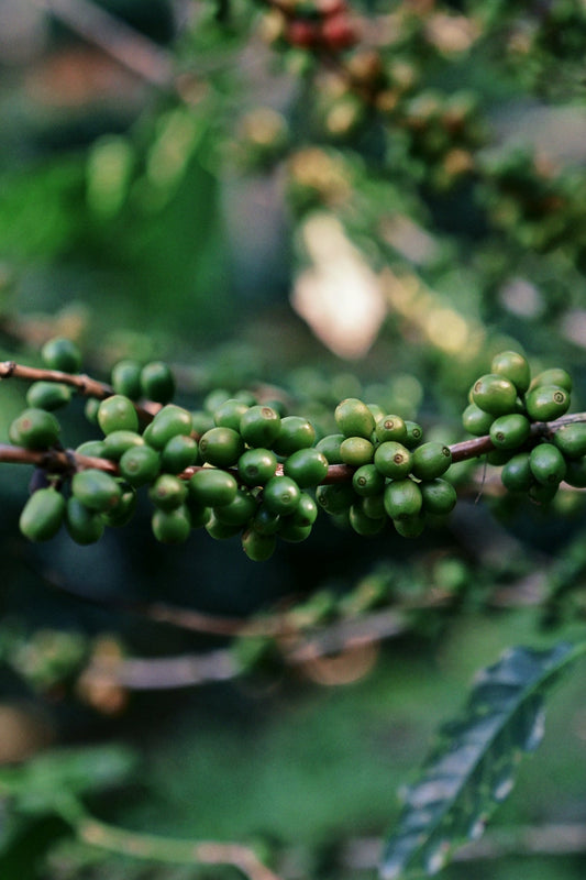 Essential Updates on Green Coffee Harvest and Shipment from Major Producing Countries - ROASTIKA