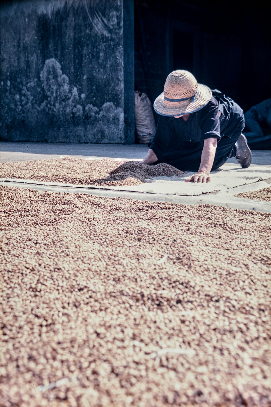 Explained: How Regional Climates Affect Coffee Harvesting and Shipping - ROASTIKA