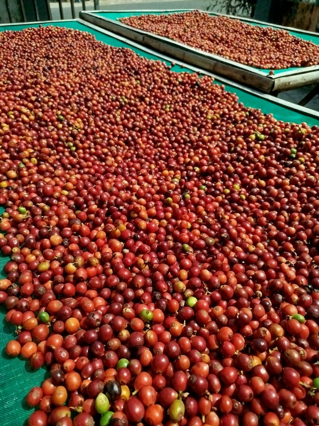 Exploring Regional Differences in Green Coffee Harvesting - ROASTIKA