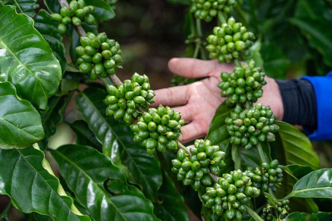 Exploring Regional Green Coffee Harvest Trends for Exporters - ROASTIKA