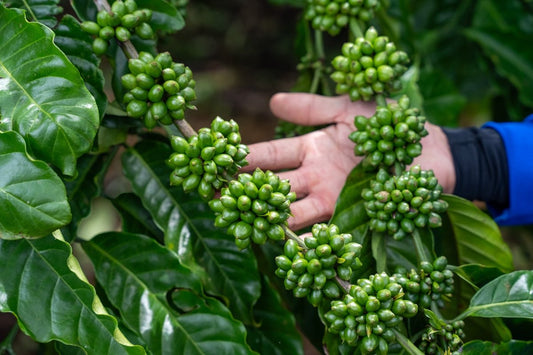 Exploring Regional Green Coffee Harvest Trends for Exporters - ROASTIKA