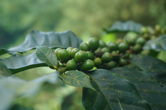 Exploring the Green Coffee Harvesting Seasons Worldwide - ROASTIKA
