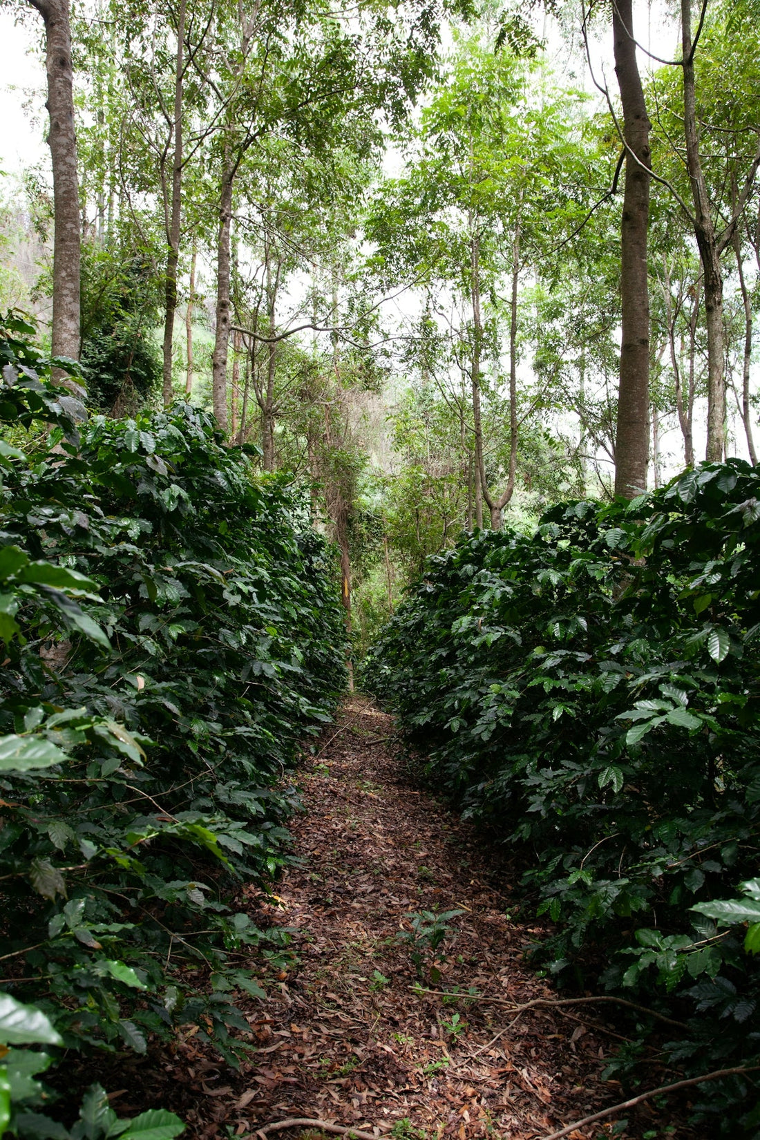 Exploring the Unique Harvest Cycles of Green Coffee From Different Regions - ROASTIKA