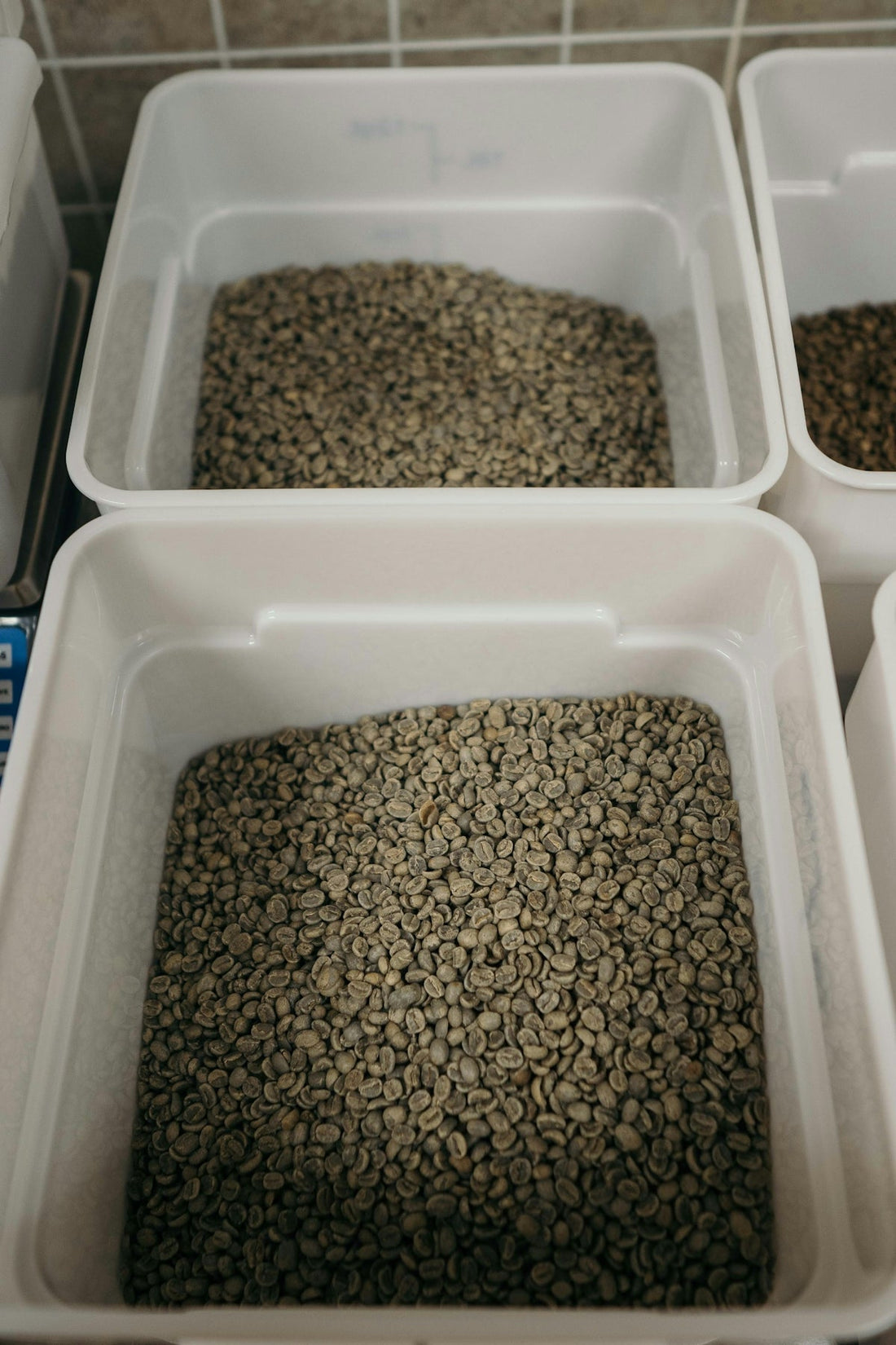 FAQs on Harvesting and Shipping Unroasted Green Coffee - ROASTIKA