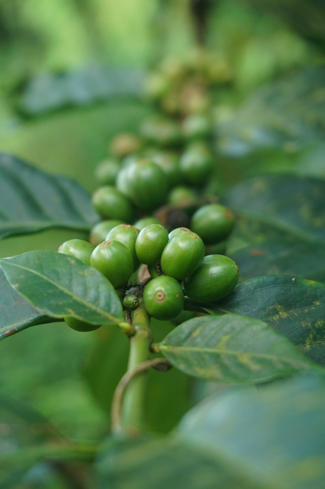 Frequently Asked Questions About Green Coffee Harvesting and Shipping - ROASTIKA