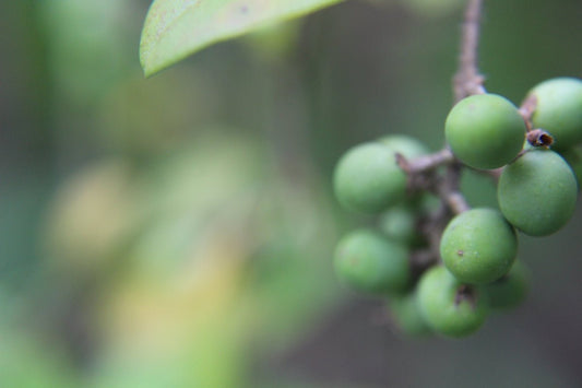 From Seed to Ship Insights Into Green Coffee Production Schedules by Region - ROASTIKA