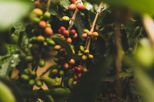 Green Coffee Basics Timelines for Harvesting and Shipping Explained - ROASTIKA