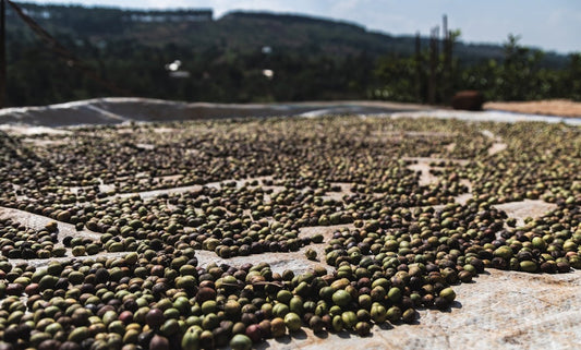 Green Coffee Harvest Timeline Explored: An Educational Approach - ROASTIKA