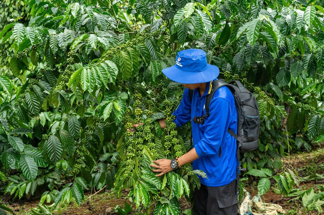 Green Coffee Harvesting Strategies That Every Buyer Should Adopt - ROASTIKA