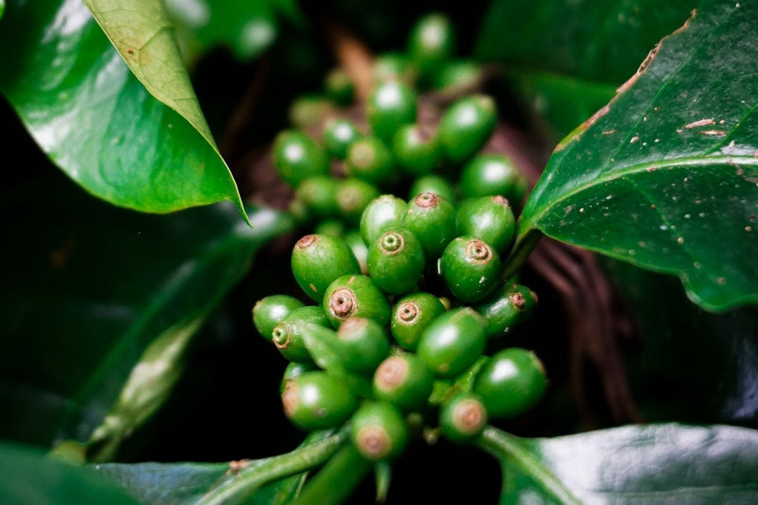 Green Coffee Harvesting Timeline Myths and Realities Revealed - ROASTIKA