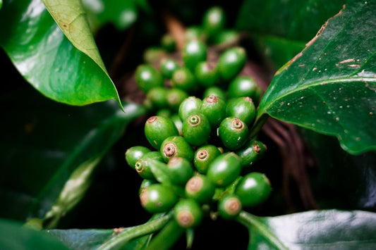 Green Coffee Harvesting Timeline Myths and Realities Revealed - ROASTIKA